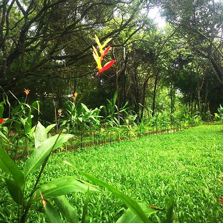 Hotel Bird Paradise Sigirîya Extérieur photo